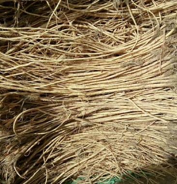 春季种植关防风苗的联系我现货出售