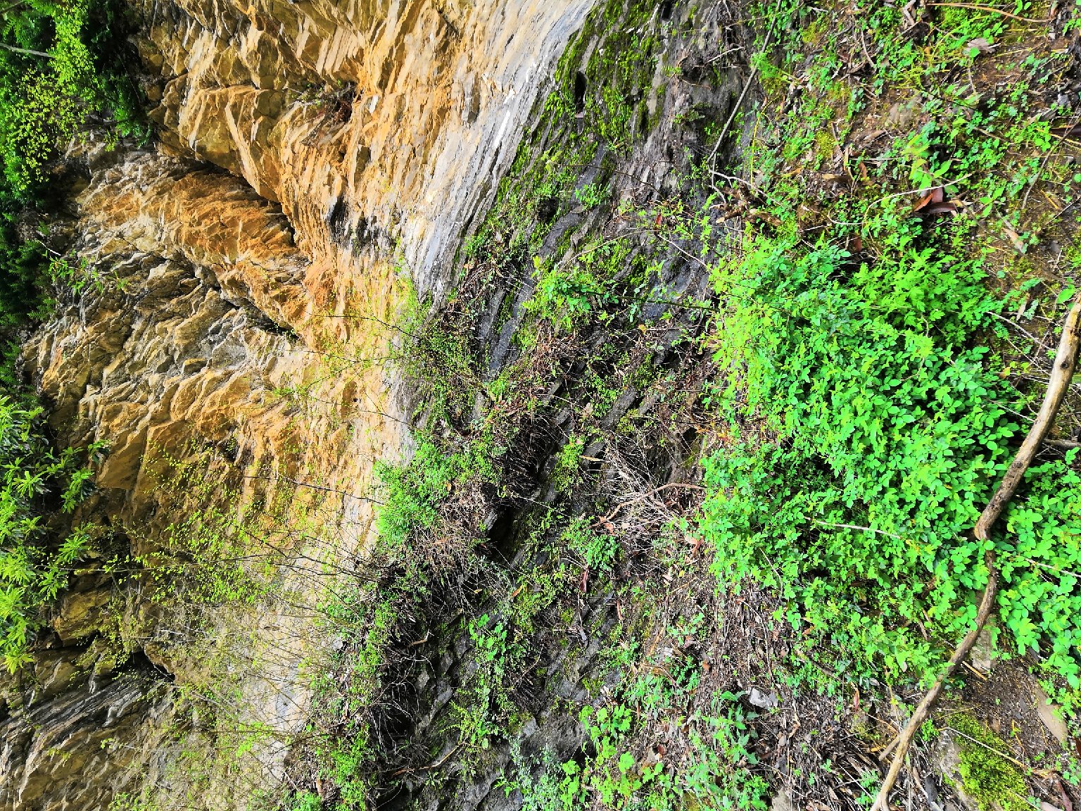一束刚从山间采摘的新鲜野菊花藤,茎秆细长呈绿色带紫晕,叶片羽状分裂,表面有细绒毛,背景为湿润林地环境,展现其自然生长状态 野菊花藤新鲜采摘特写