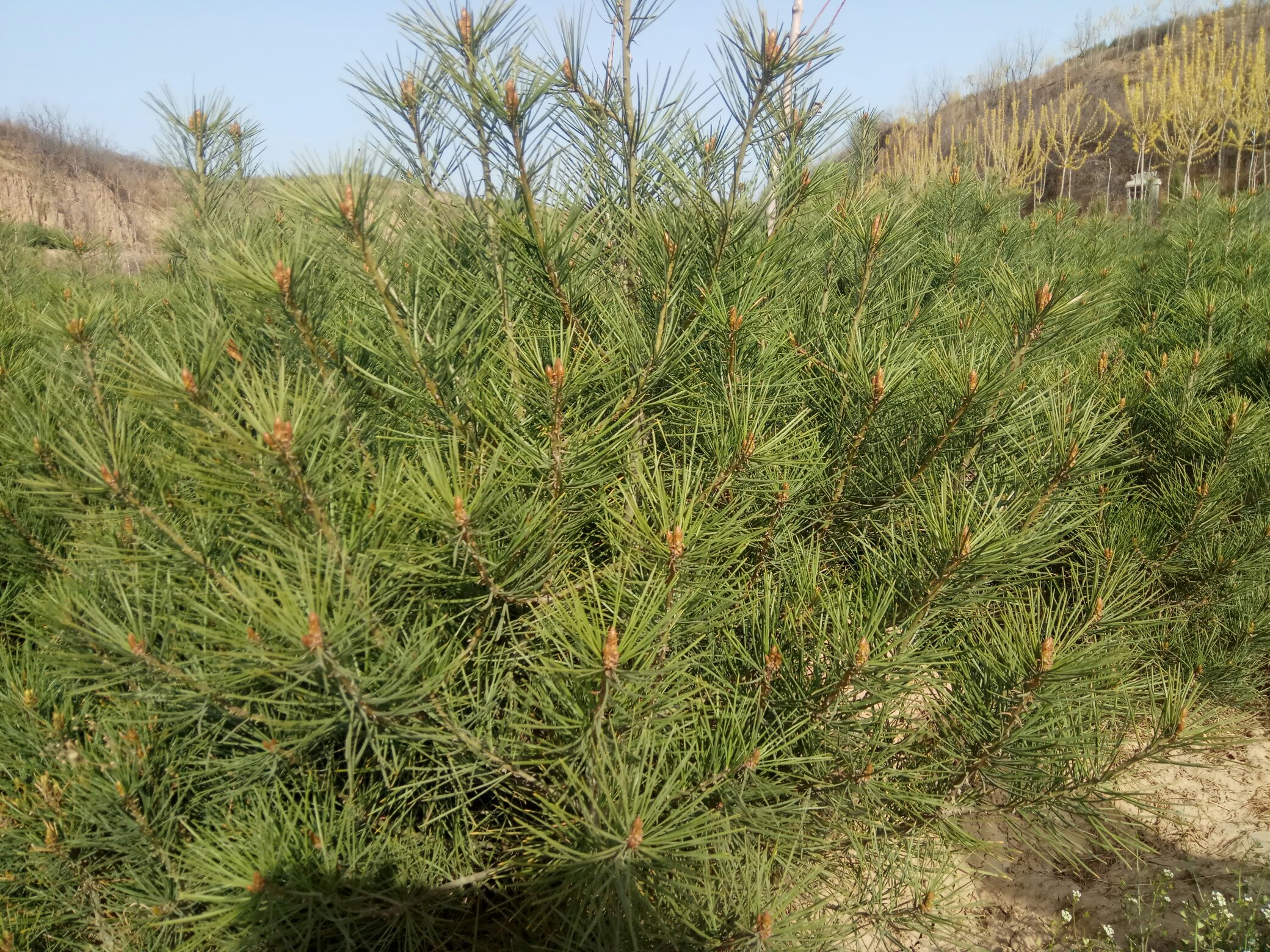 展示白皮松不同生长阶段的高度变化示意图,有助于理解其生长规律 白皮松生长阶段示意图