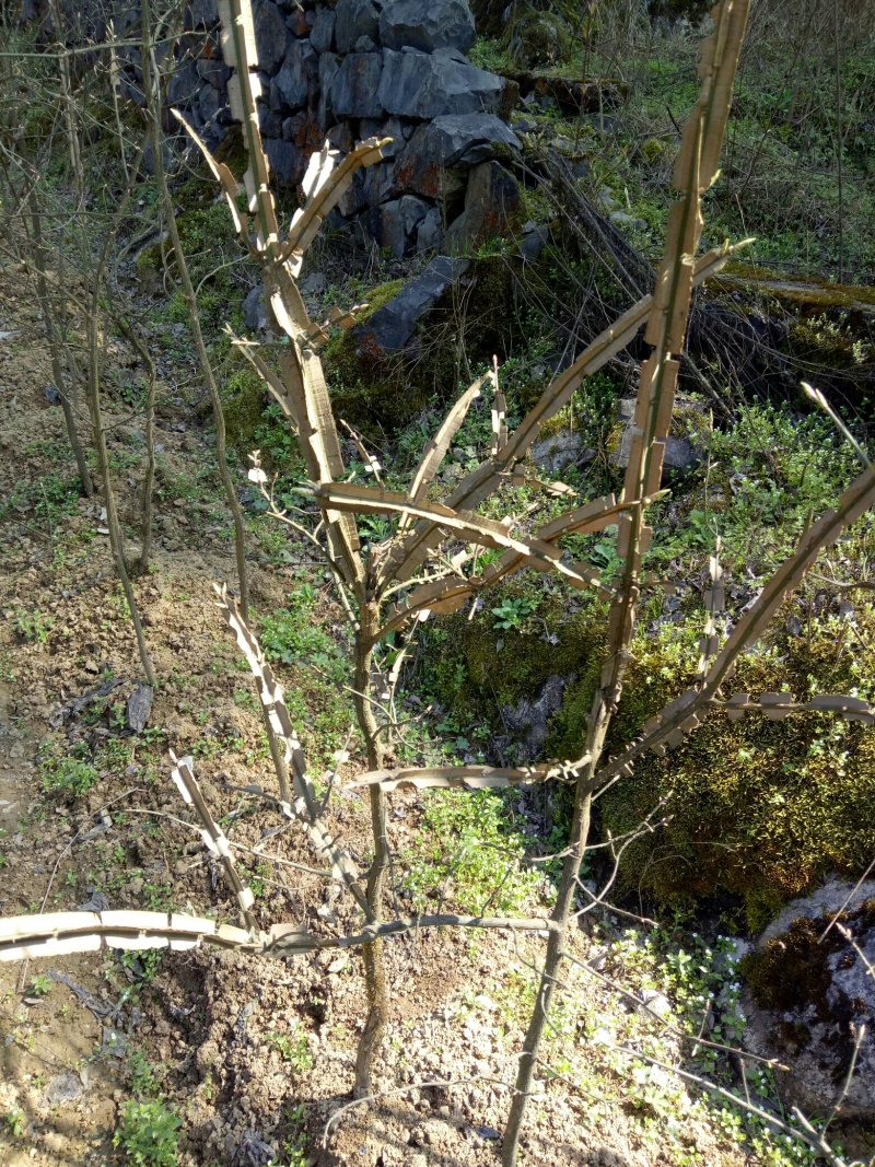 鬼箭羽苗,卫矛苗,中药材种苗