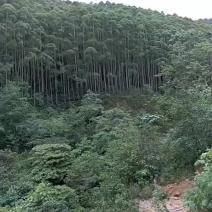 大量供应桉树