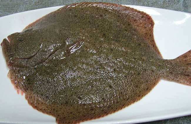 多宝鱼外观展示