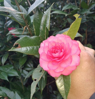 [茶花批发]山茶花 黑牡丹价格160.00元/棵 - 一亩田