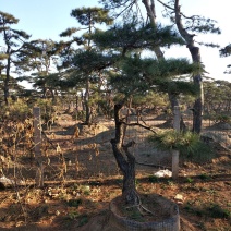 造型松高1,2-4.5米黑松造型松，