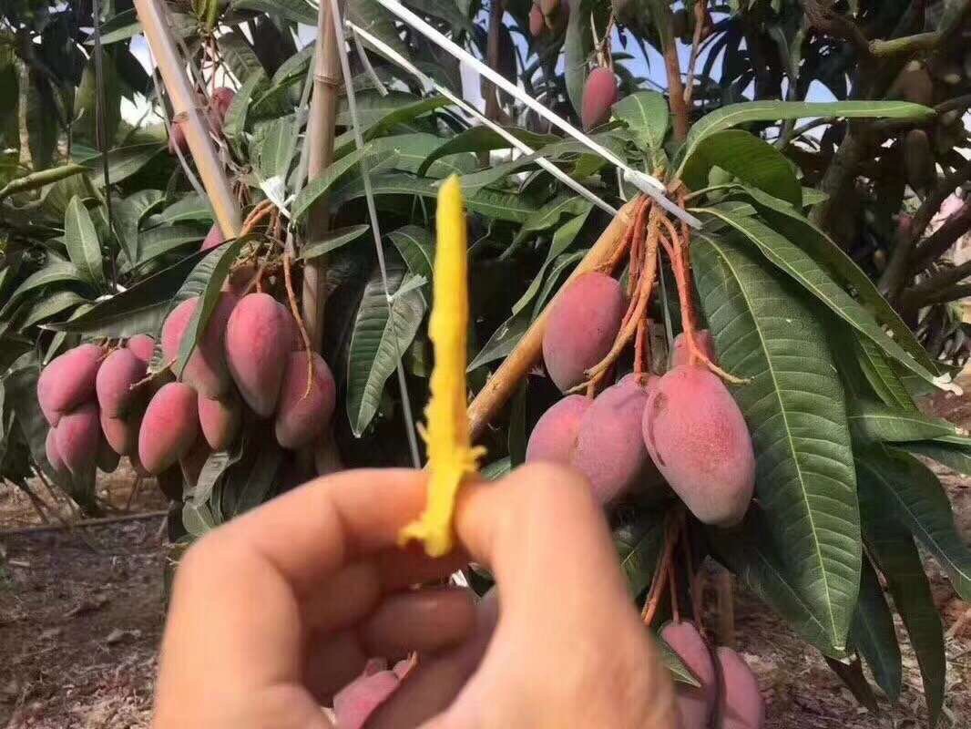 大贵妃芒果园中成熟景象,果农正在采摘 大贵妃芒在果园中成熟待采摘
