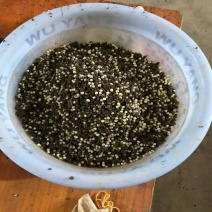 白玉蜗牛蛋