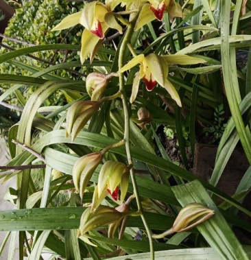 [兰花批发]原种虎头兰碧玉红嘴鸥(一棵为一苗)价格25.