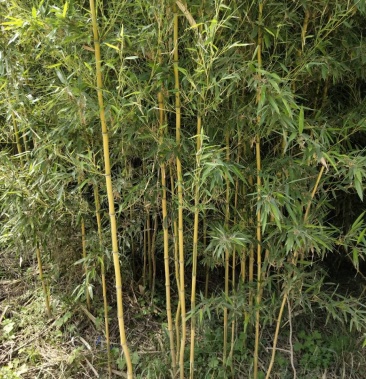 盆栽青竹清水淡竹竹子苗批发青竹苗品种齐全园林观赏植物