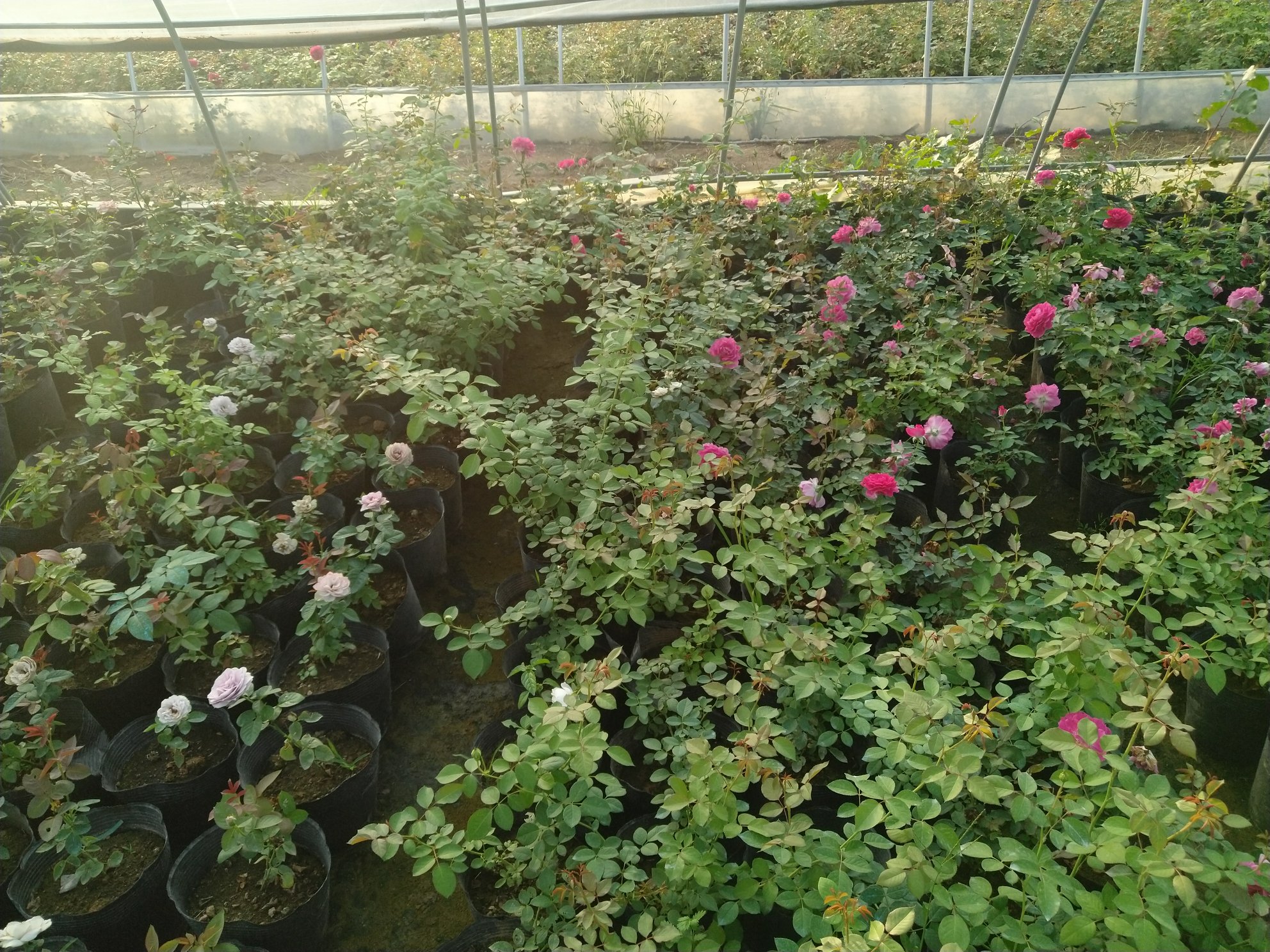 现代化温室中的蓝色风暴月季种植场景