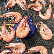 对虾干