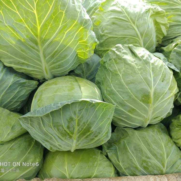 [甘蓝批发]精品甘蓝大量走货需要联系价格2.00元/斤 - 一亩田