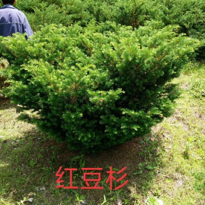 热门地区红豆杉行情