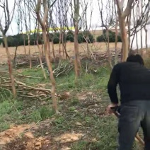 紫薇