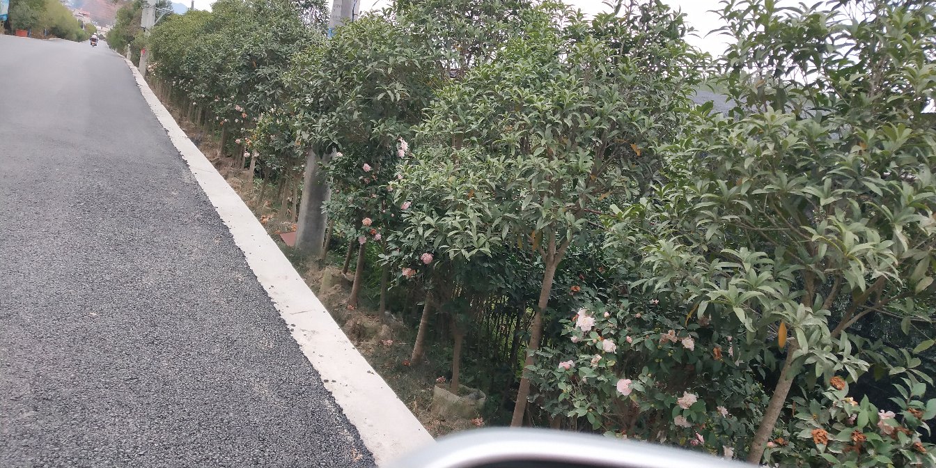 丹桂干花特写：橙红色小花完整簇生，花瓣厚实有蜡质光泽，背景为竹制晾晒匾，体现传统农产品加工工艺