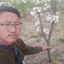 现挖现发的梨树