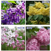 四季循环开花丁香花盆栽丁香花树苗庭院植物丁香花苗盆栽地栽