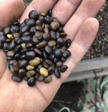 [国槐种子批发]国槐种子,国槐籽价格25.00元/斤 - 一亩田