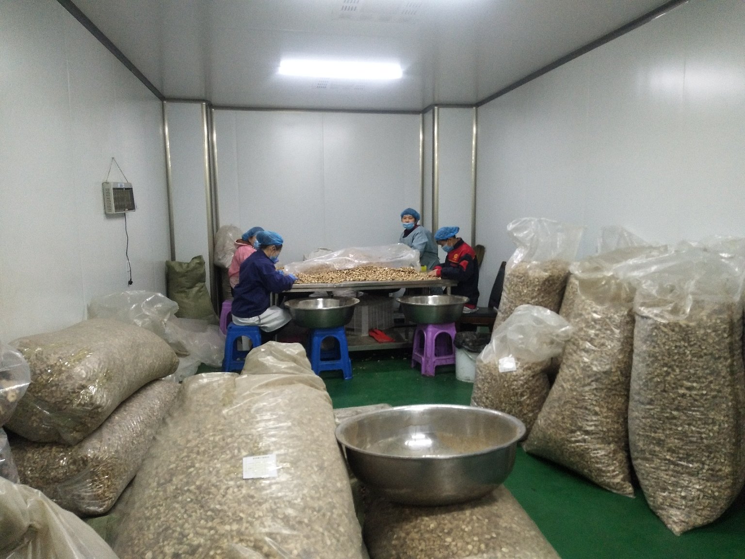 凤尾菇加工包装车间