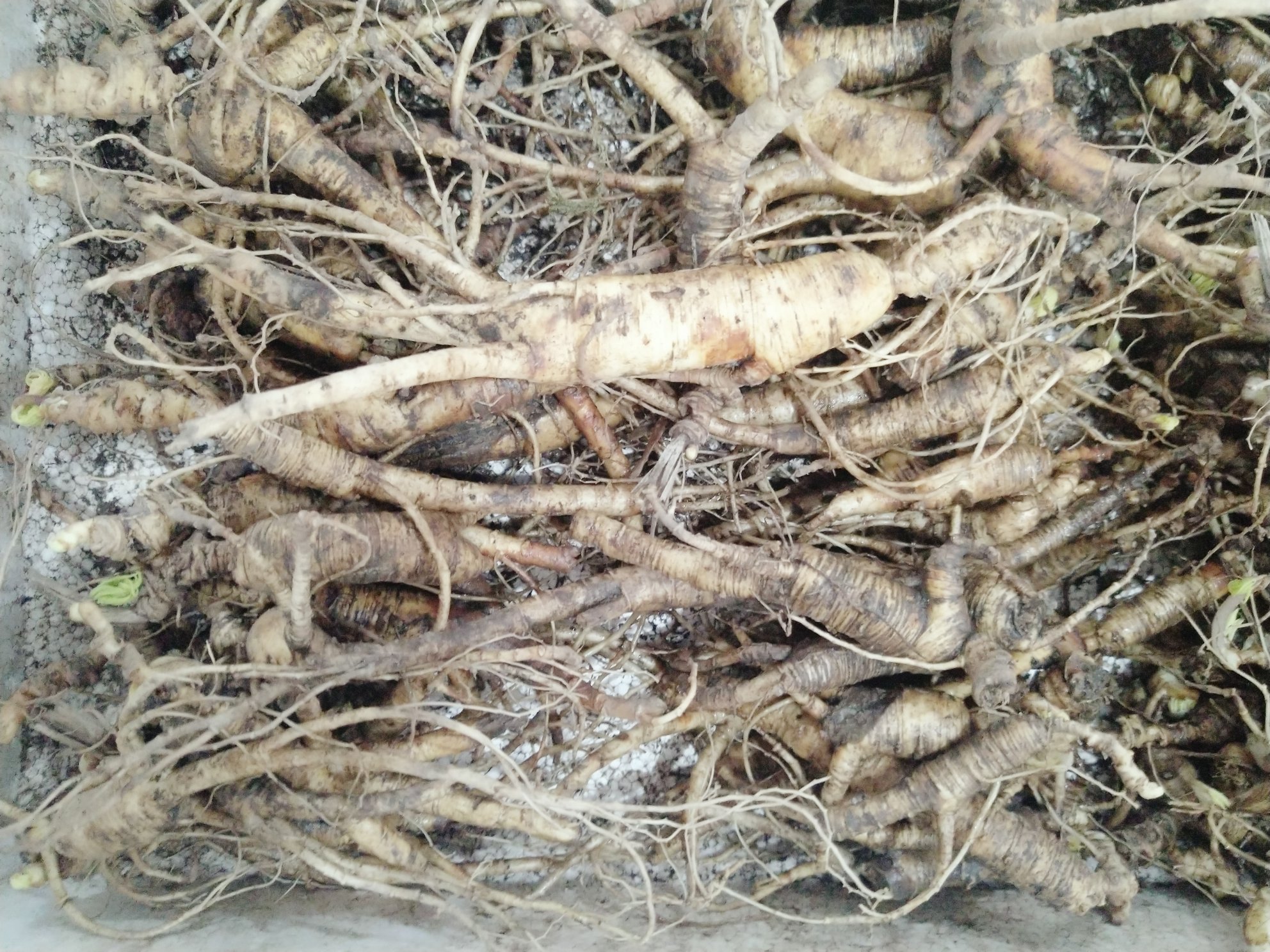 林下参采挖现场特写