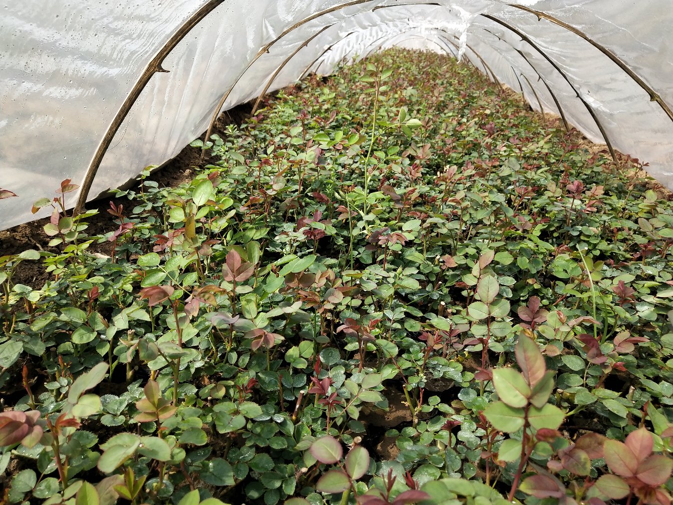 小女孩月季与其他大花月季品种共同种植的花园一角，色彩丰富，层次分明