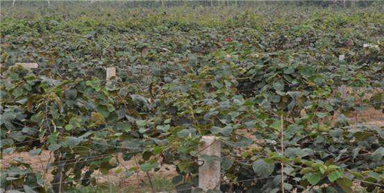 猕猴桃果园实景图