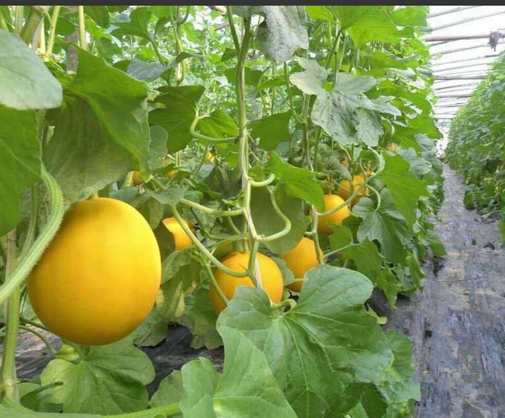 宁夏中卫市沙坡头区现代化温室大棚内种植的伊丽莎白甜瓜植株特写