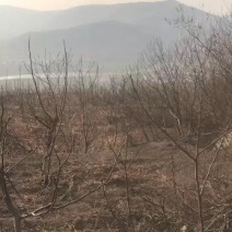 出租转让山场济南市长清区双泉镇庞庄村。