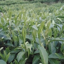 黄金茶