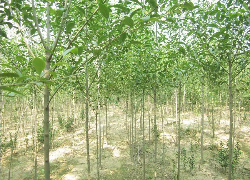 大叶女贞盛开的白色花序特写