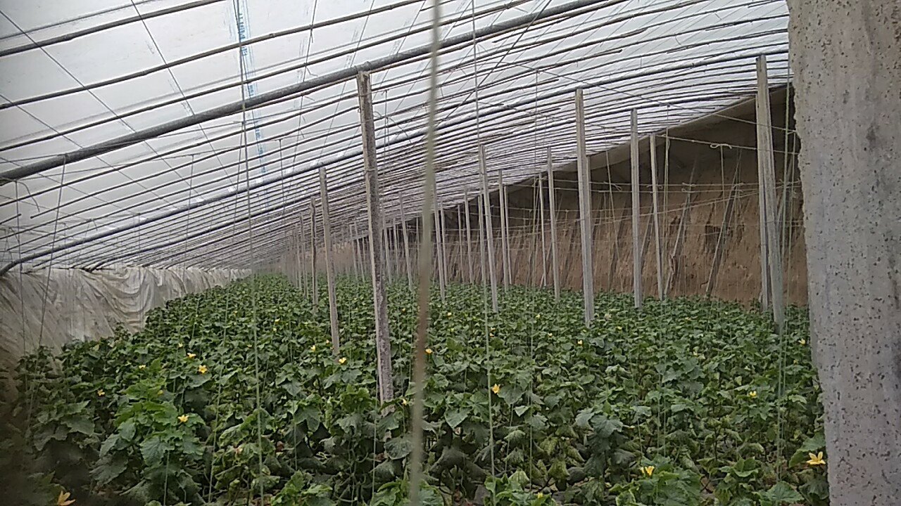 铁腿小黄瓜田间生长实景图