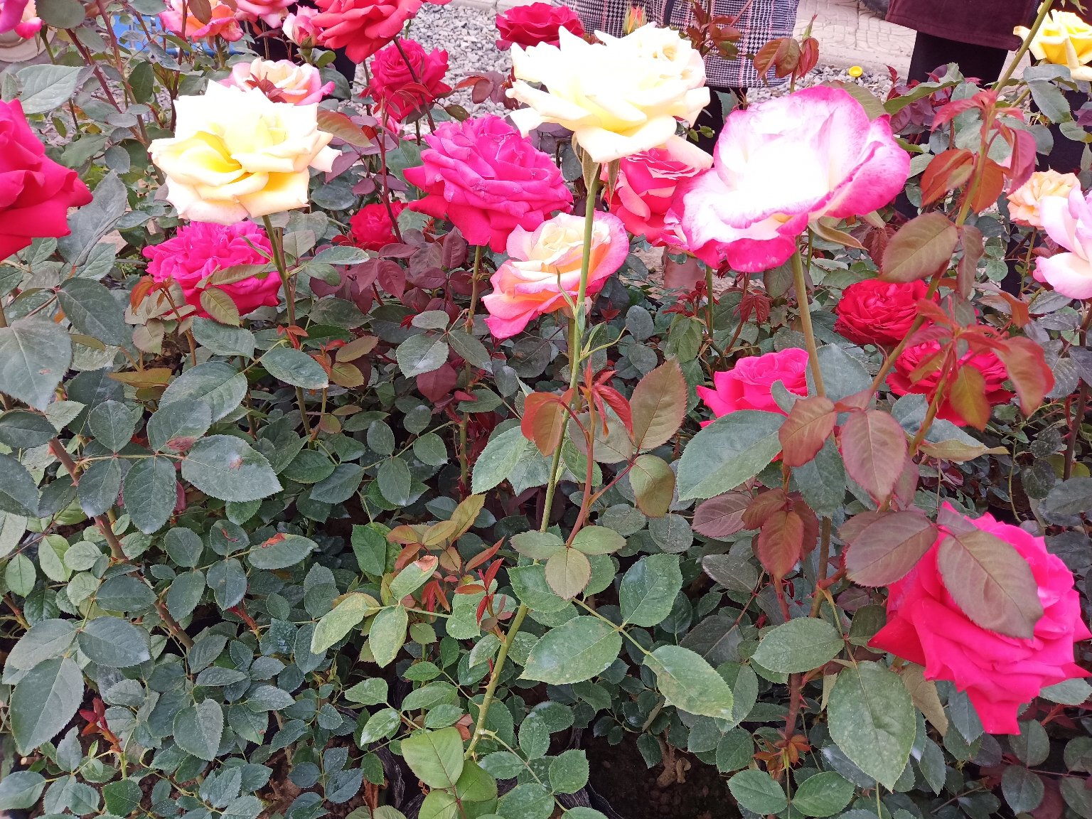 百合花结构示意图