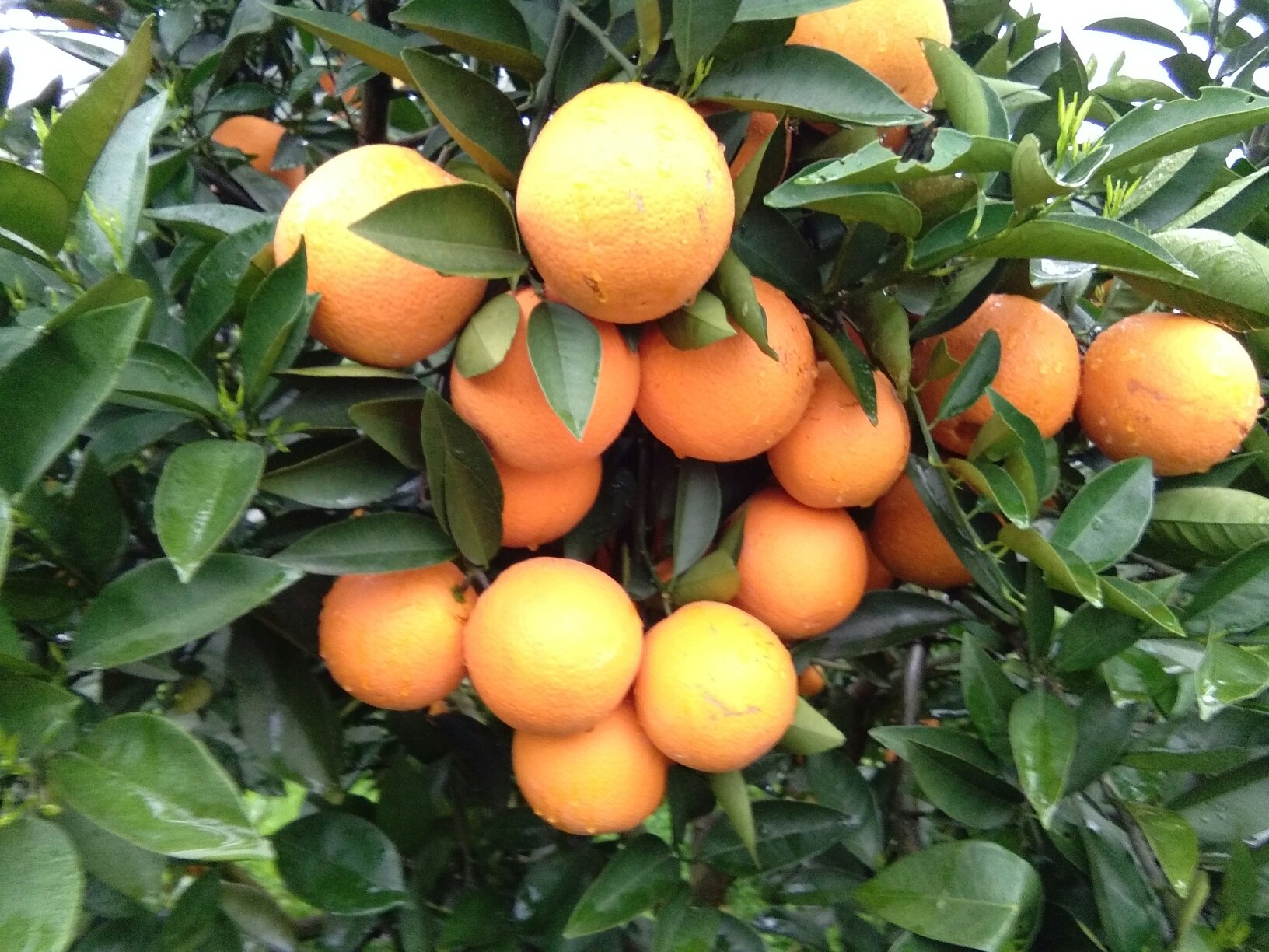 [夏橙批发]广西桂林阳朔县橙子 2.50元/斤广西阳朔新鲜应季水 _ 一亩田