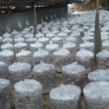 4层~5层灵芝盆景组合成功菌棒