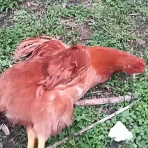 本地鸡