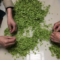榆钱可以现摘