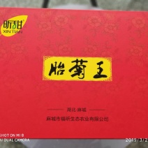 正宗福田河胎菊王礼盒装200g