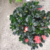 杜鹃花桃红梅红普红工程货