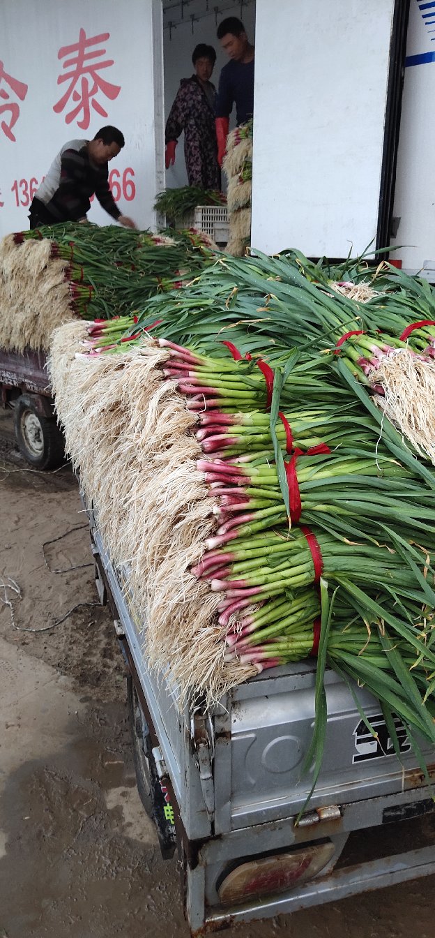 蒜苗蒜苗根红苗正叶绿欢迎大家的加入我们团队精神