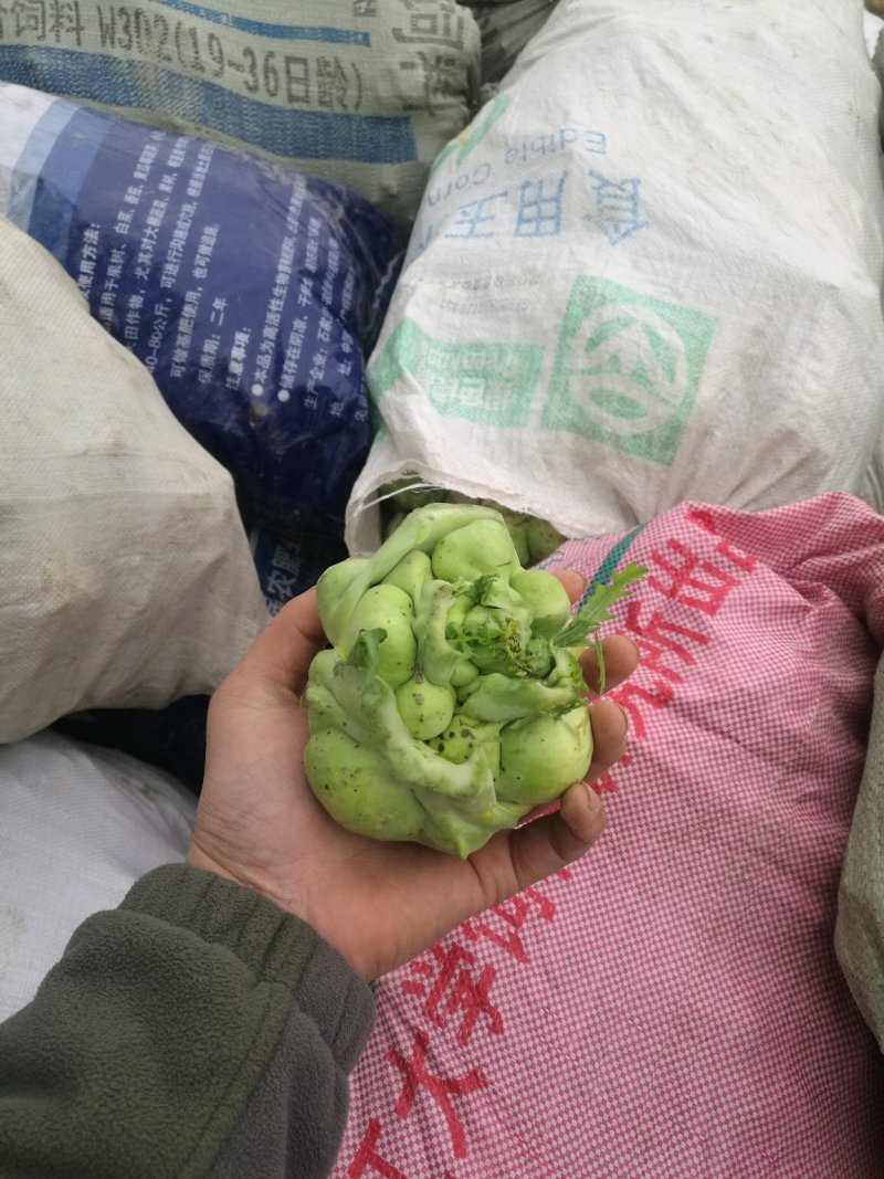 榨菜头收购图片