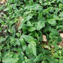 野菜配走山老鸡