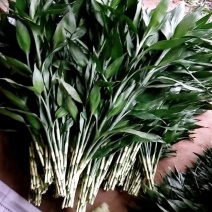 富贵竹中竹曹先生种植