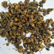 干野菊花