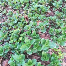 优质野生薄荷种苗～一次种植多年收益的野菜种苗