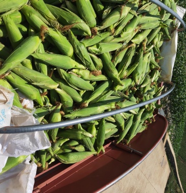 80起批价10000斤产地云南红河弥勒市物流整车;按斤收费;运费买家自理