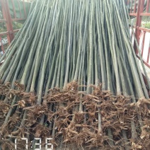 3公分的栾树（黄山栾）栾树苗南栾大量，支持线上保障交易