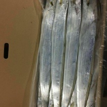 特立尼达和多巴哥~牙带鱼🐟