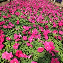 矮牵牛山东青州草花苗木基地常年供应优质草花基地直发