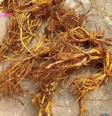 [树地瓜根批发]白花牛奶根 鲜货 野生价格9.00元/斤 - 一亩田