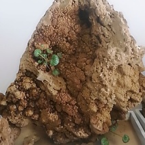 上水石