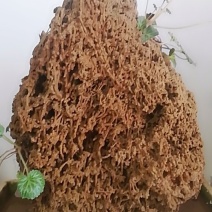上水石